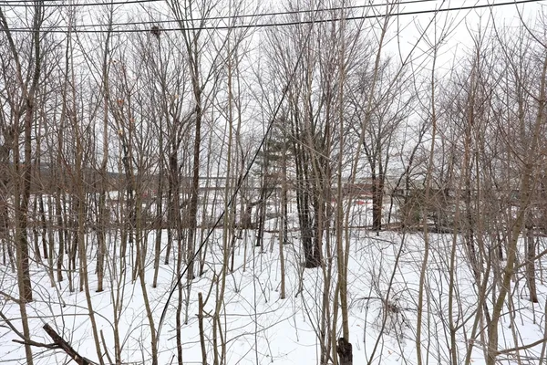 a view of a yard with iron trees