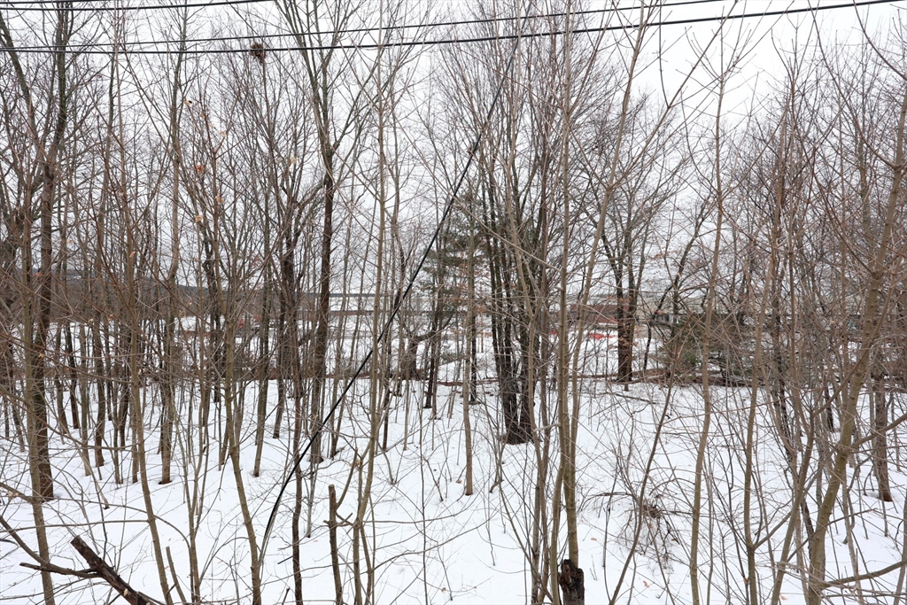 65 Clifford Street, Unit 2 Boston, MA 02136 - Photo 26 of 27 a view of a yard with iron trees