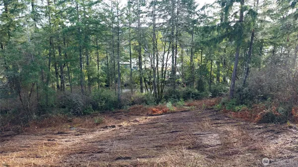 a view of a forest with trees in the background