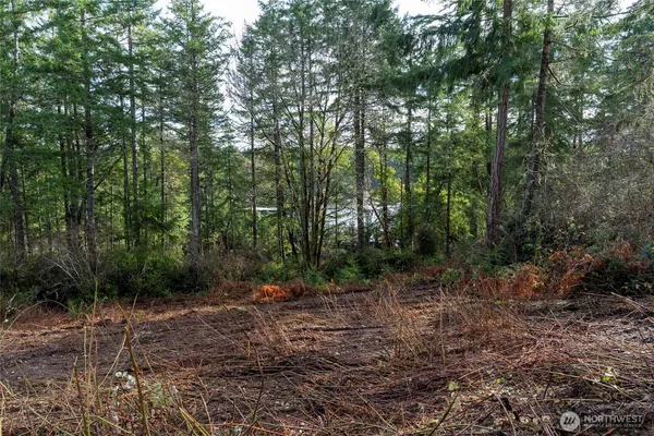 a view of a forest with trees in the background