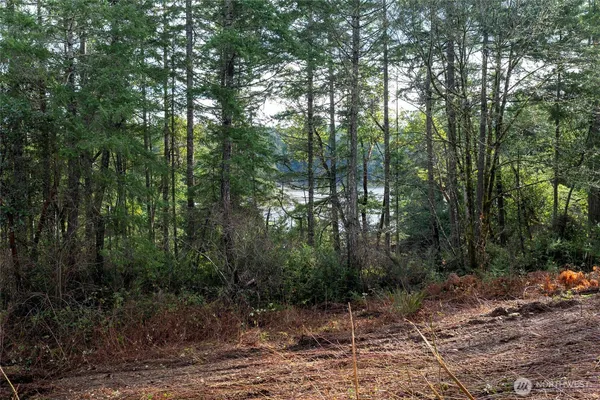 a view of a forest with a trees