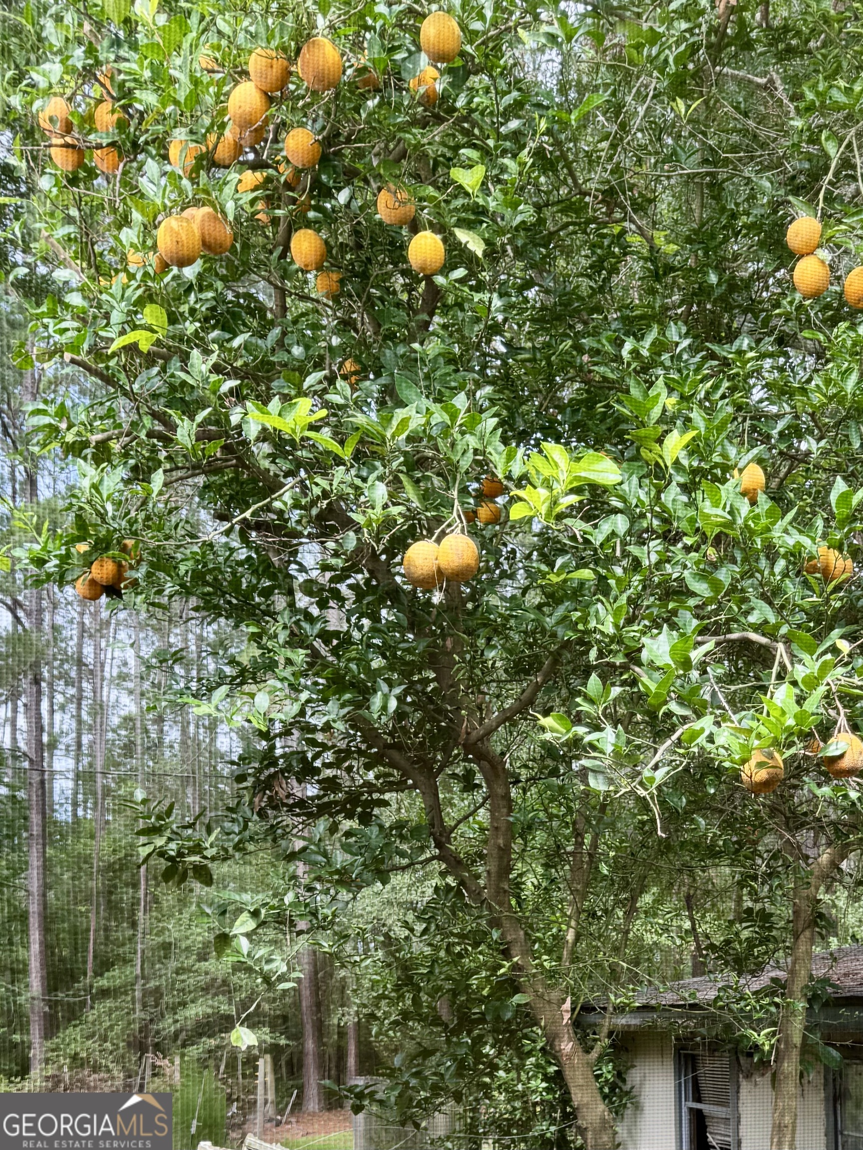 361 Le Stanfield Road Glennville, GA 30427 - Photo 14 of 22 Orange tree in the back yard