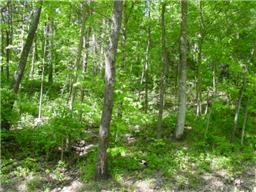 a view of a lush green forest