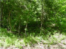 501 B Hickory Ridge Road Gallatin, TN 37066 - Photo 5 of 5 a view of a lush green forest