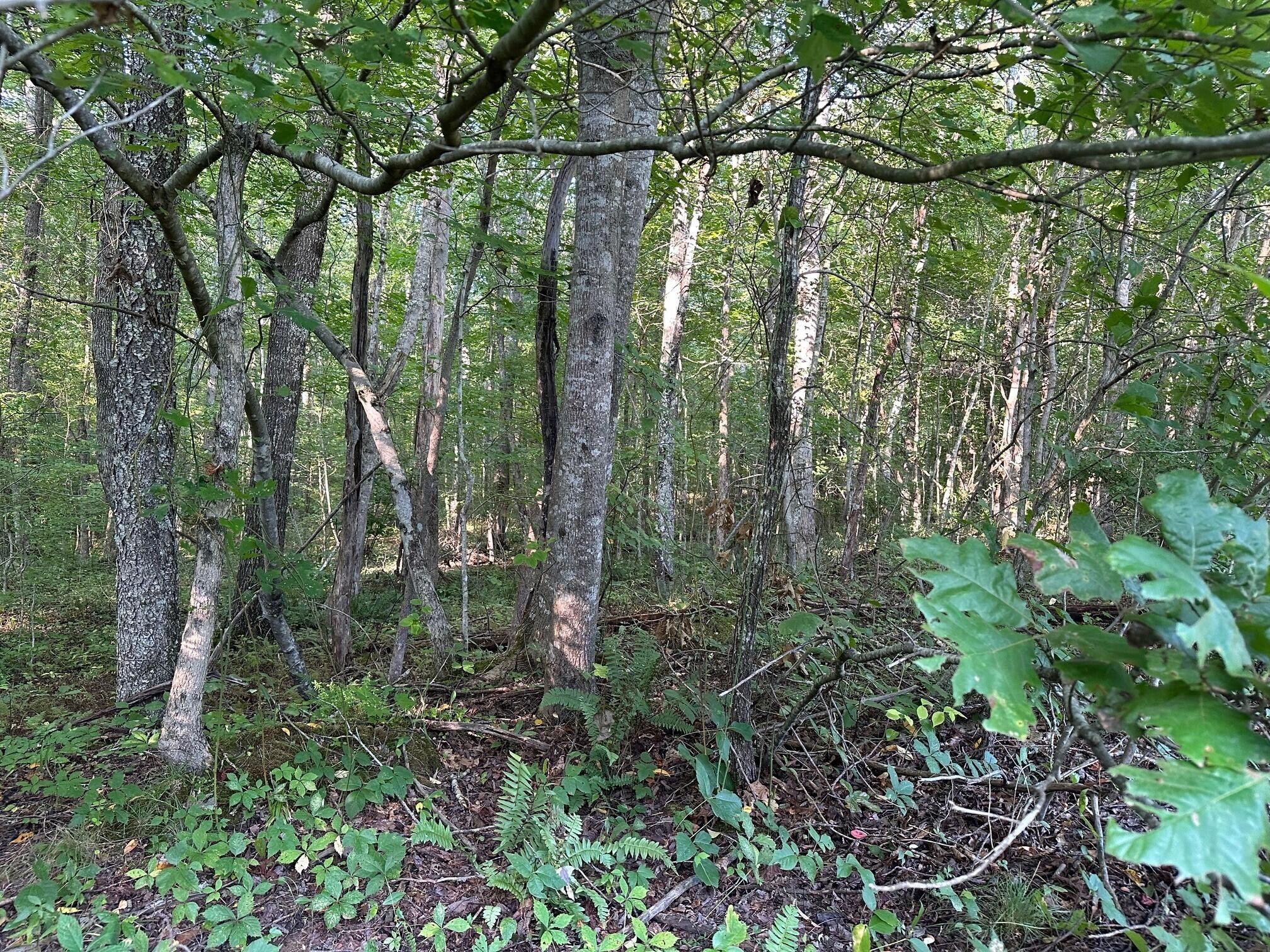 8 Prater Road Pikeville, TN 37367 - Photo 16 of 19 Gallery Image 16