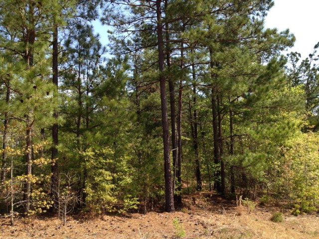 5 Sandrock Road McCormick, SC 29835 - Photo 1 of 1 Main View