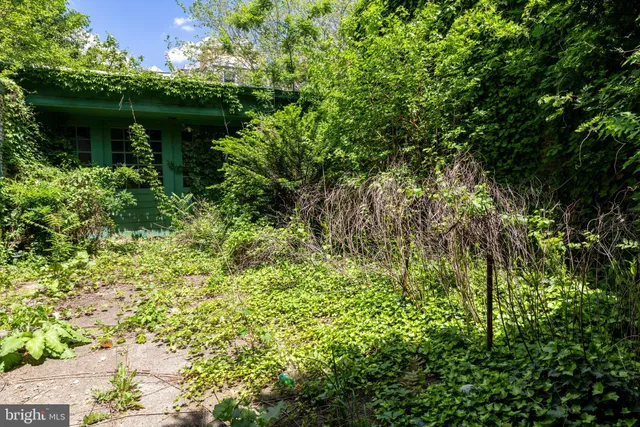 a view of a garden with plants