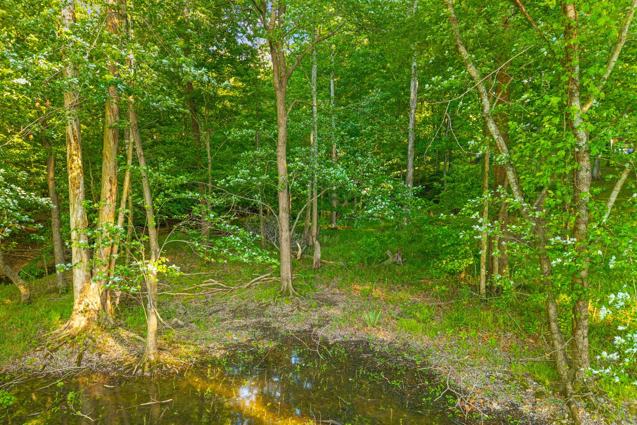 0 Periwinkle Hill Road Cadiz, KY 42211 - Photo 4 of 12
