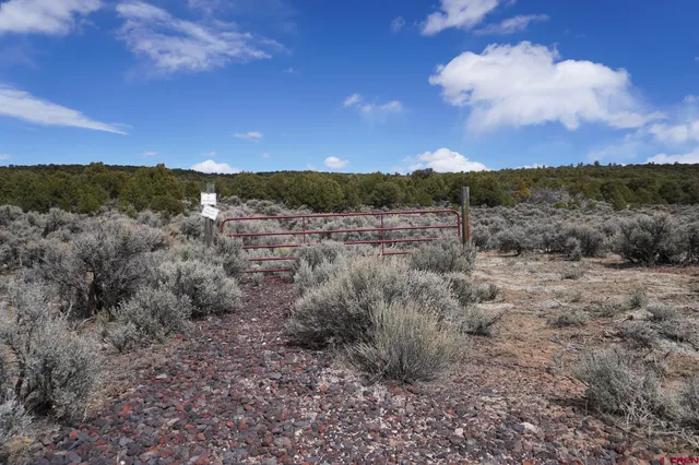 a view of a dry yard