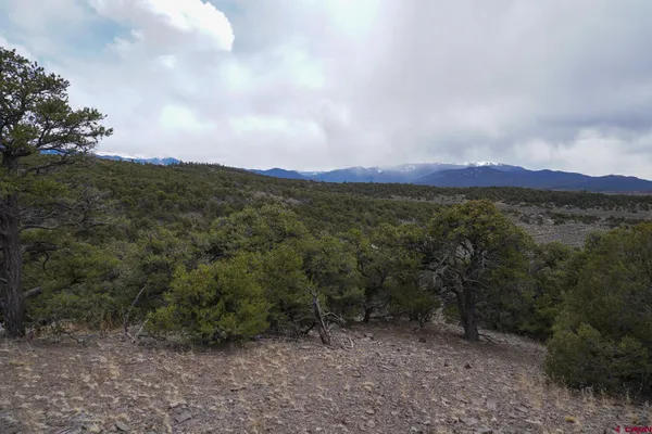 a view of a forest with trees in the background