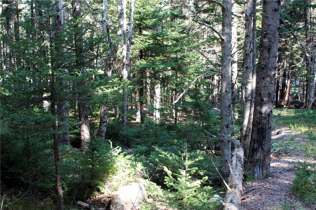 181 Lighthouse Point Road Prospect Harbor, ME 04669 - Photo 7 of 15 Wooded lot