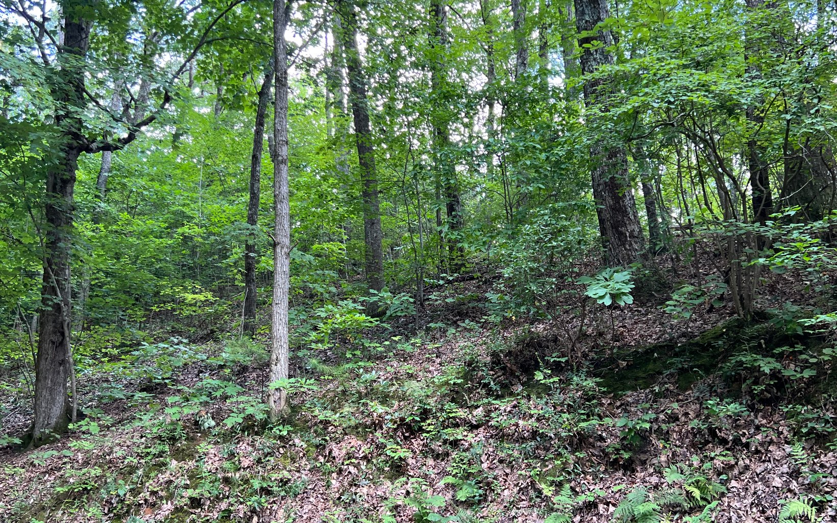 L87 Wolf Mountain Road Murphy, NC 28906 - Photo 4 of 26 Additional View