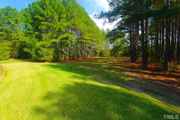 a view of a trees in a yard