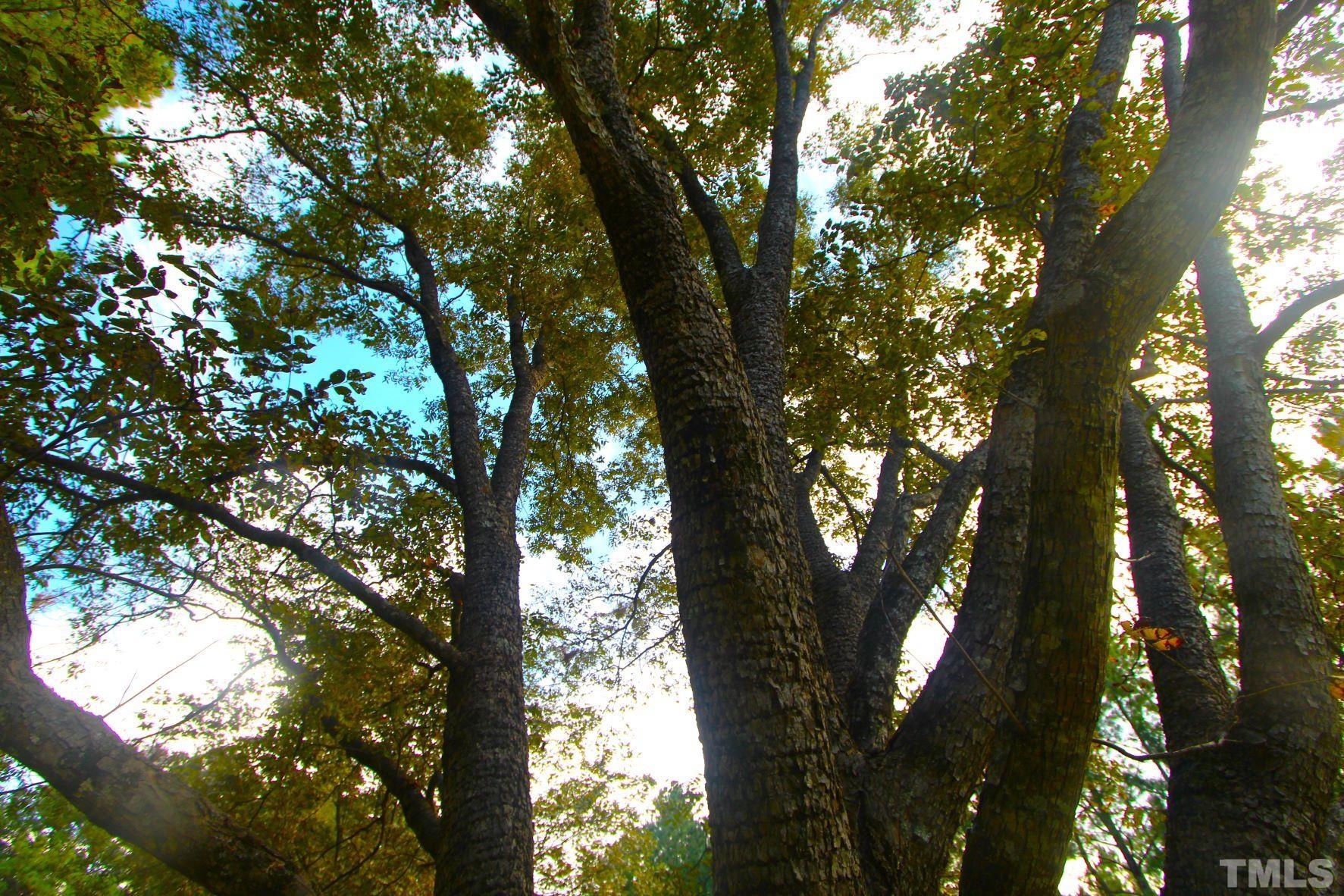 4161 Range Road Stem, NC 27581 - Photo 40 of 43 a view of tree