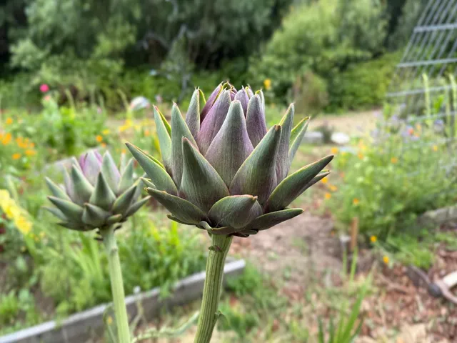 a front view of a house with a yard and a fountain