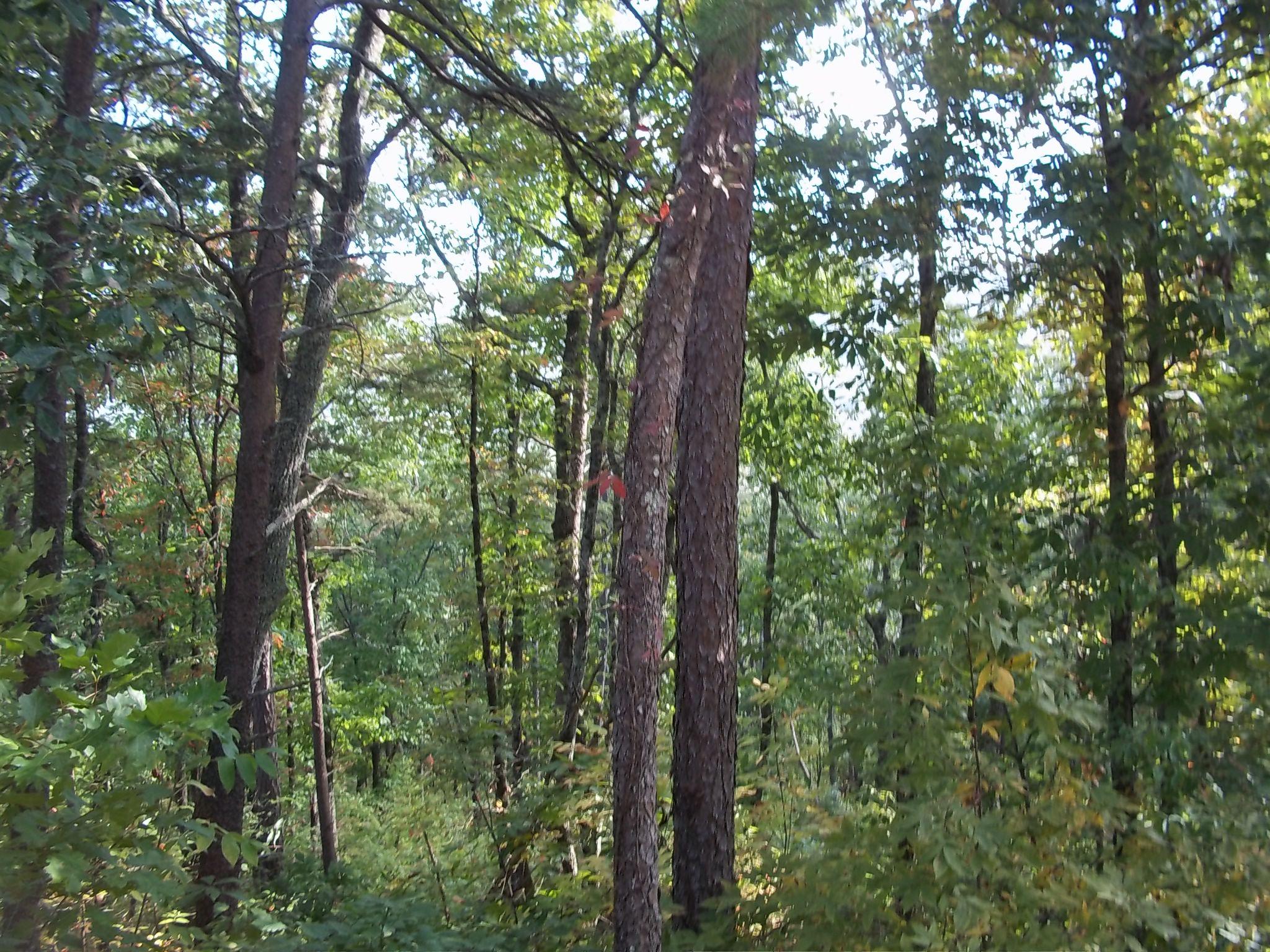 283 Mountain Ridge Way, Unit 3 Walland, TN 37886 - Photo 3 of 6 Miamki Chestnut Ridge 003