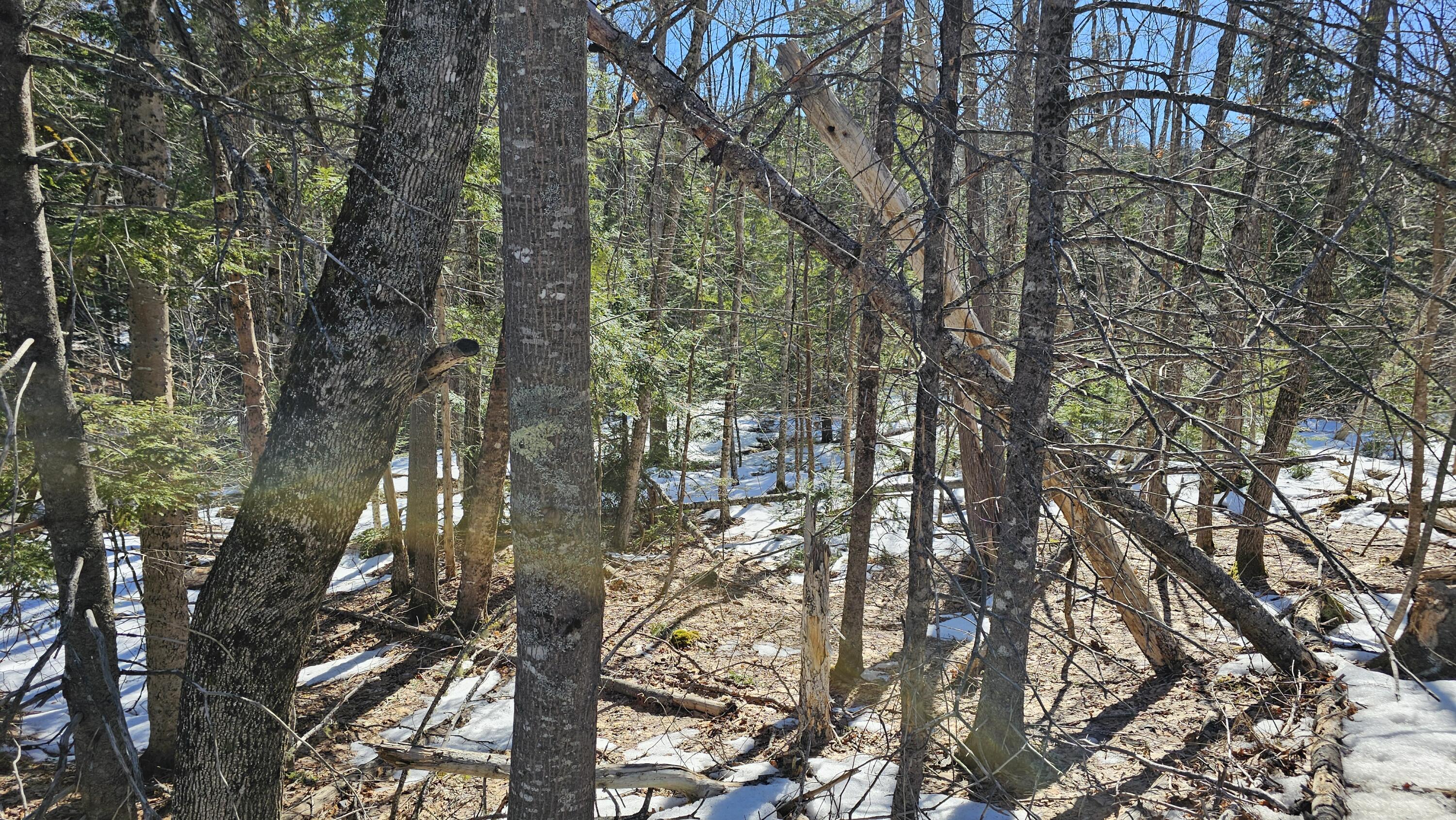 41 Kidder Hill Road Holden, ME 04429 - Photo 11 of 13 woods