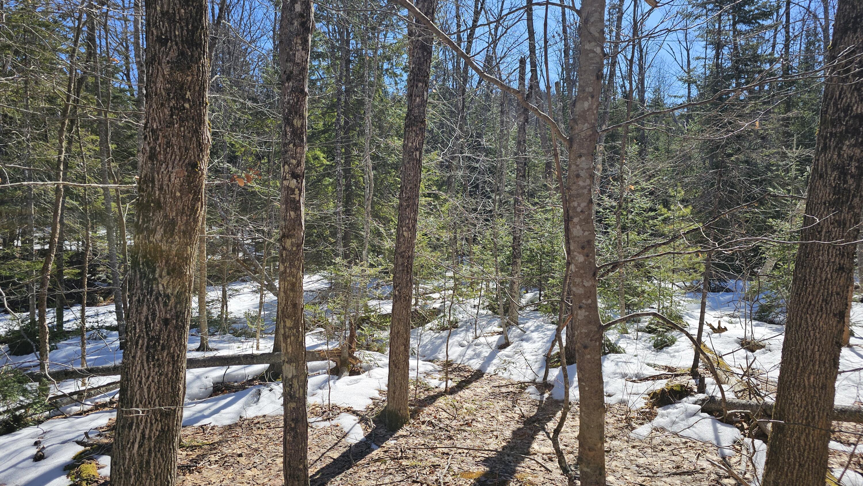 41 Kidder Hill Road Holden, ME 04429 - Photo 12 of 13 woods