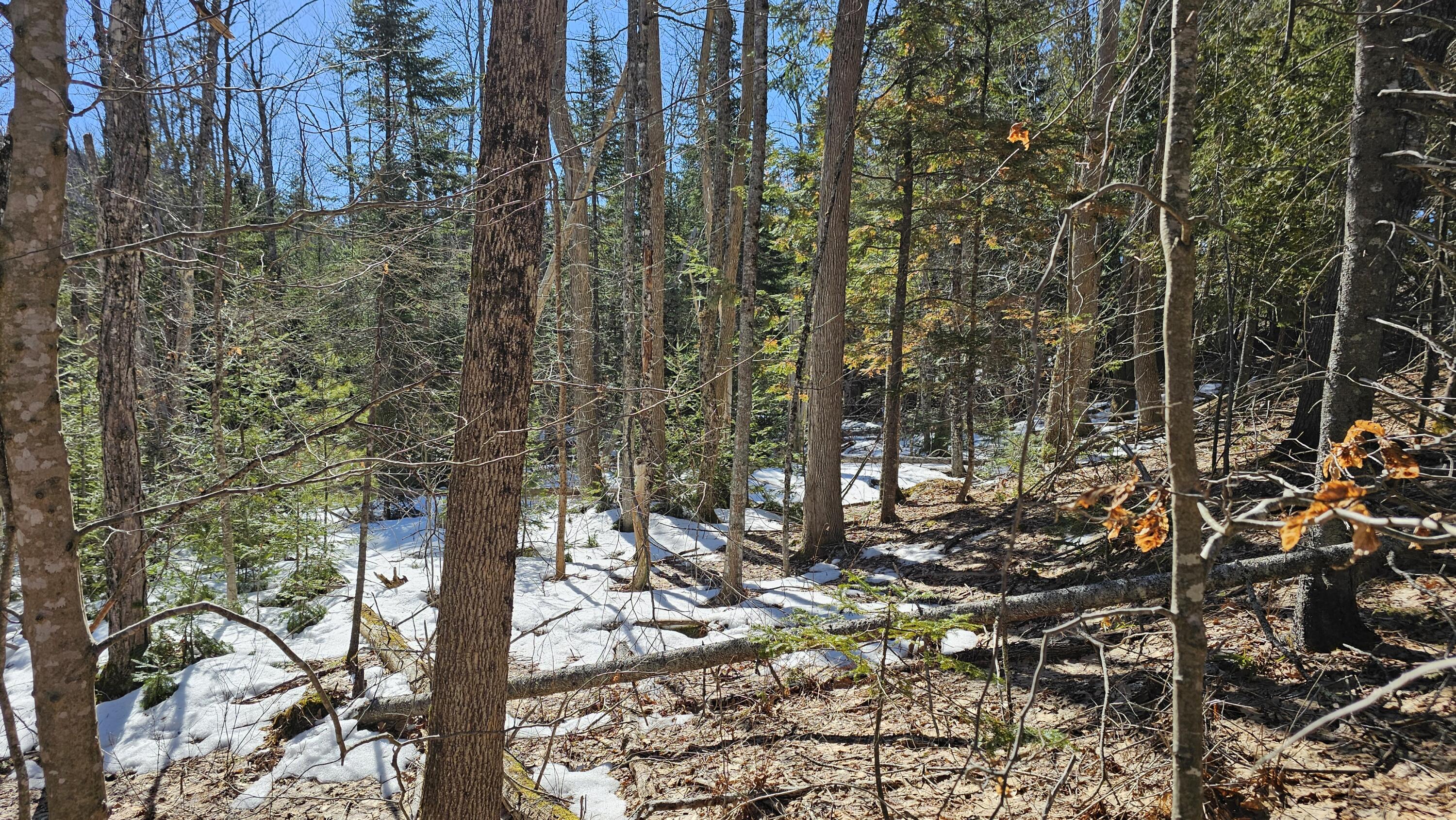 41 Kidder Hill Road Holden, ME 04429 - Photo 2 of 13 woods