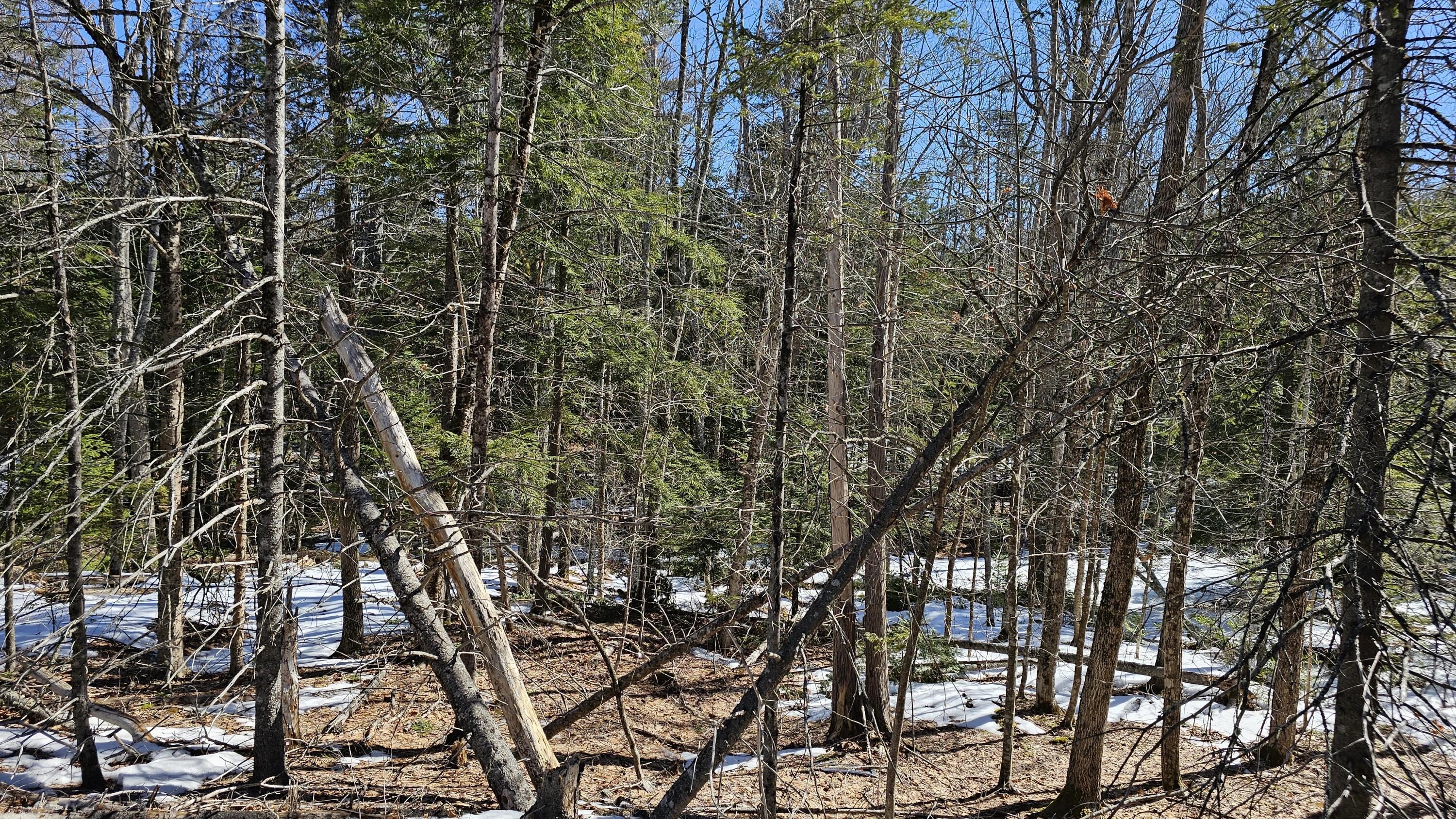 41 Kidder Hill Road Holden, ME 04429 - Photo 9 of 13 woods