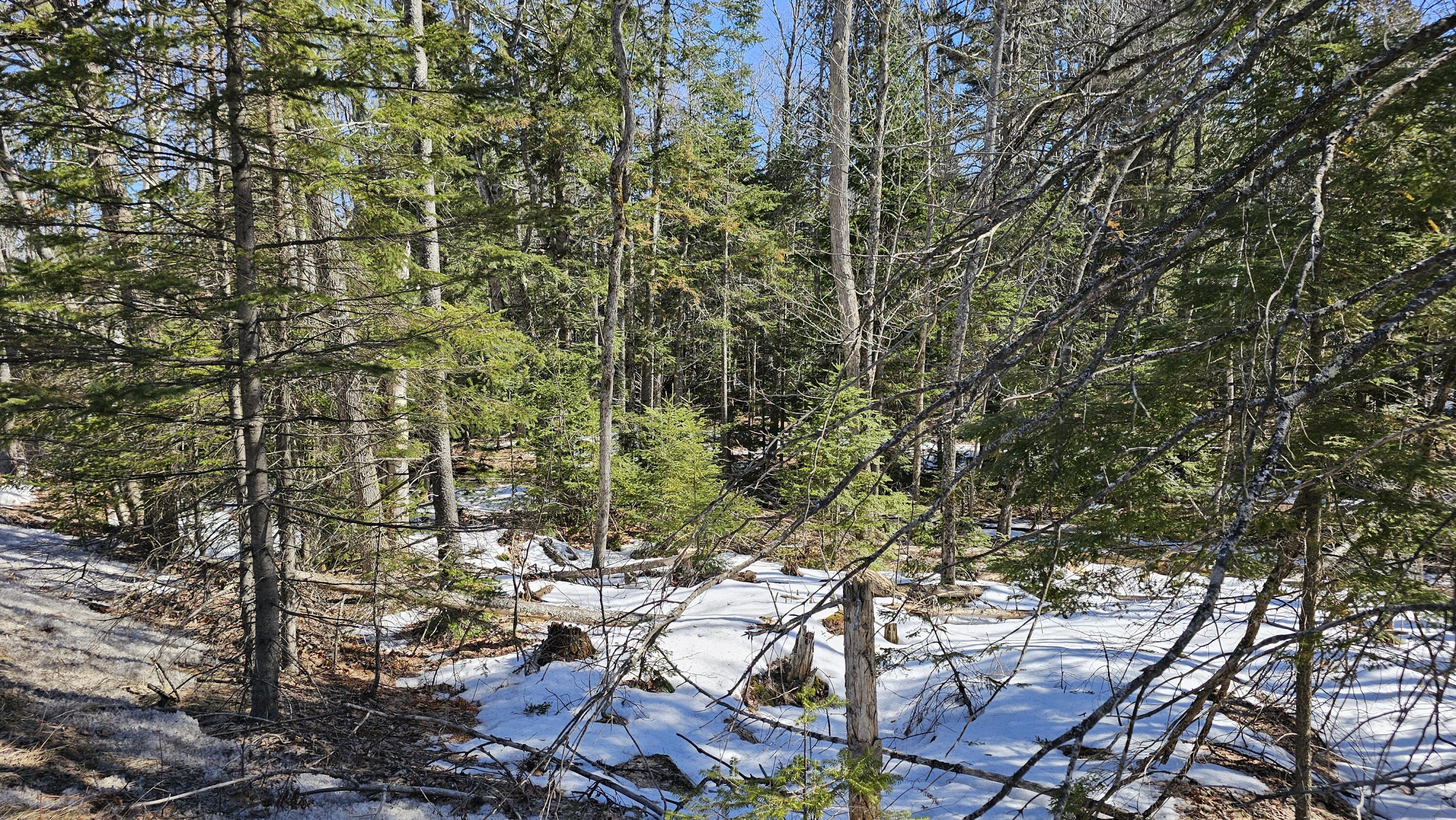 41 Kidder Hill Road Holden, ME 04429 - Photo 10 of 13 woods