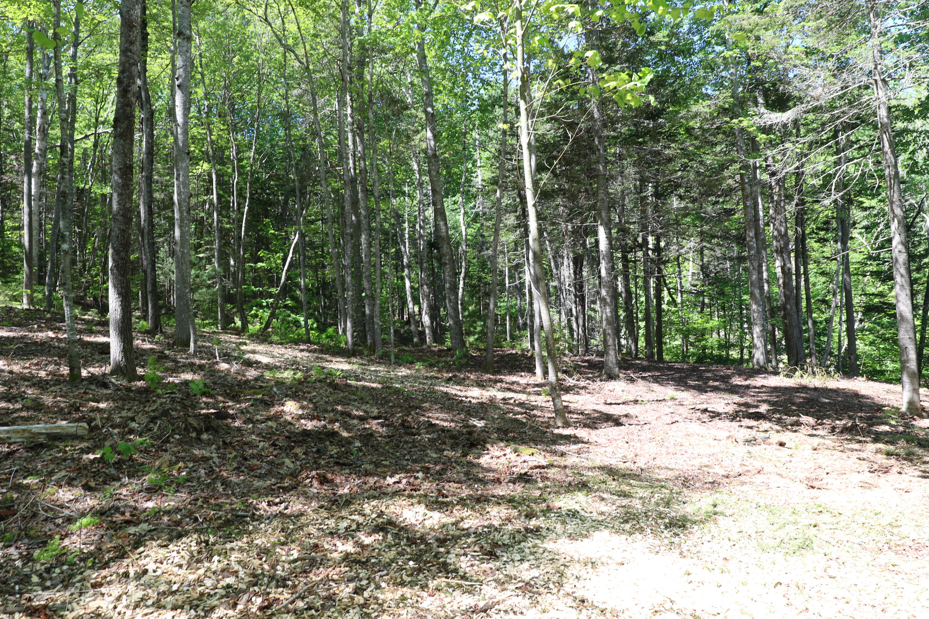 Lot 5 Newbury Neck Road Surry, ME 04684 - Photo 6 of 10 133A8875