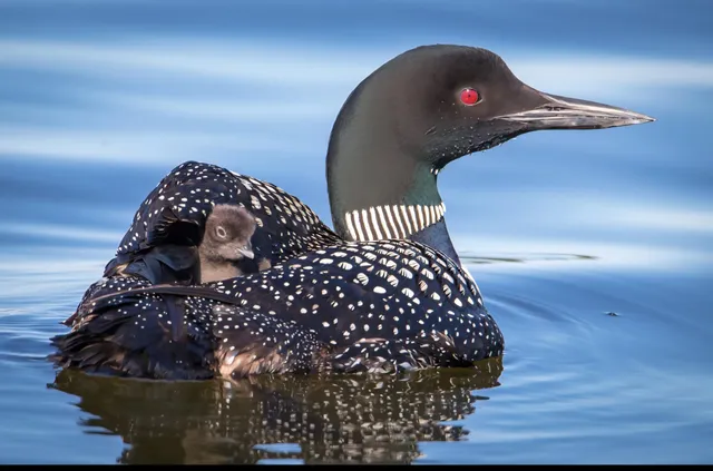 $495,000 | 30169 513th Avenue, Ottertail, MN 56571