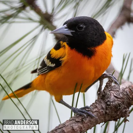 $495,000 | 30169 513th Avenue, Ottertail, MN 56571