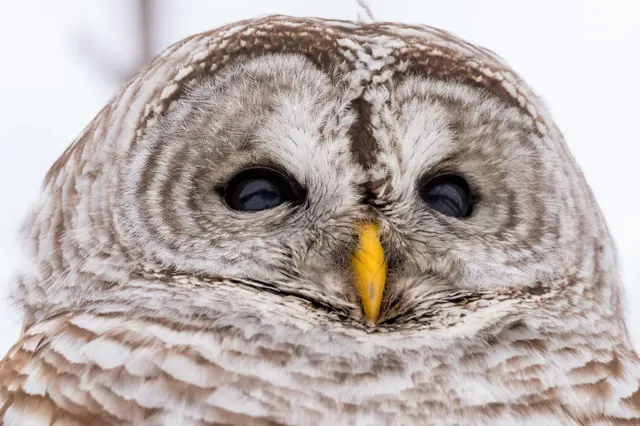 $495,000 | 30169 513th Avenue, Ottertail, MN 56571