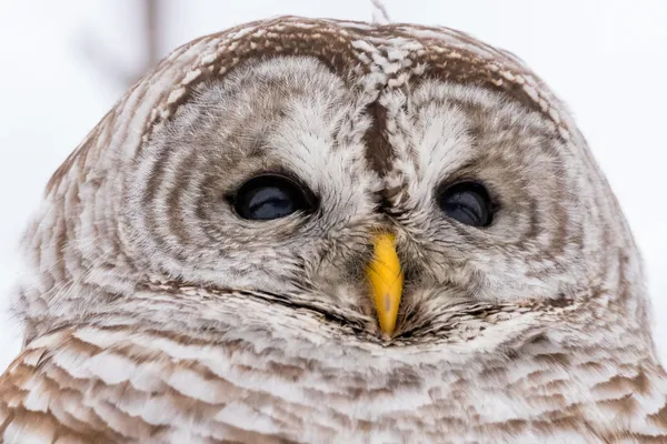 $495,000 | 30169 513th Avenue, Ottertail, MN 56571