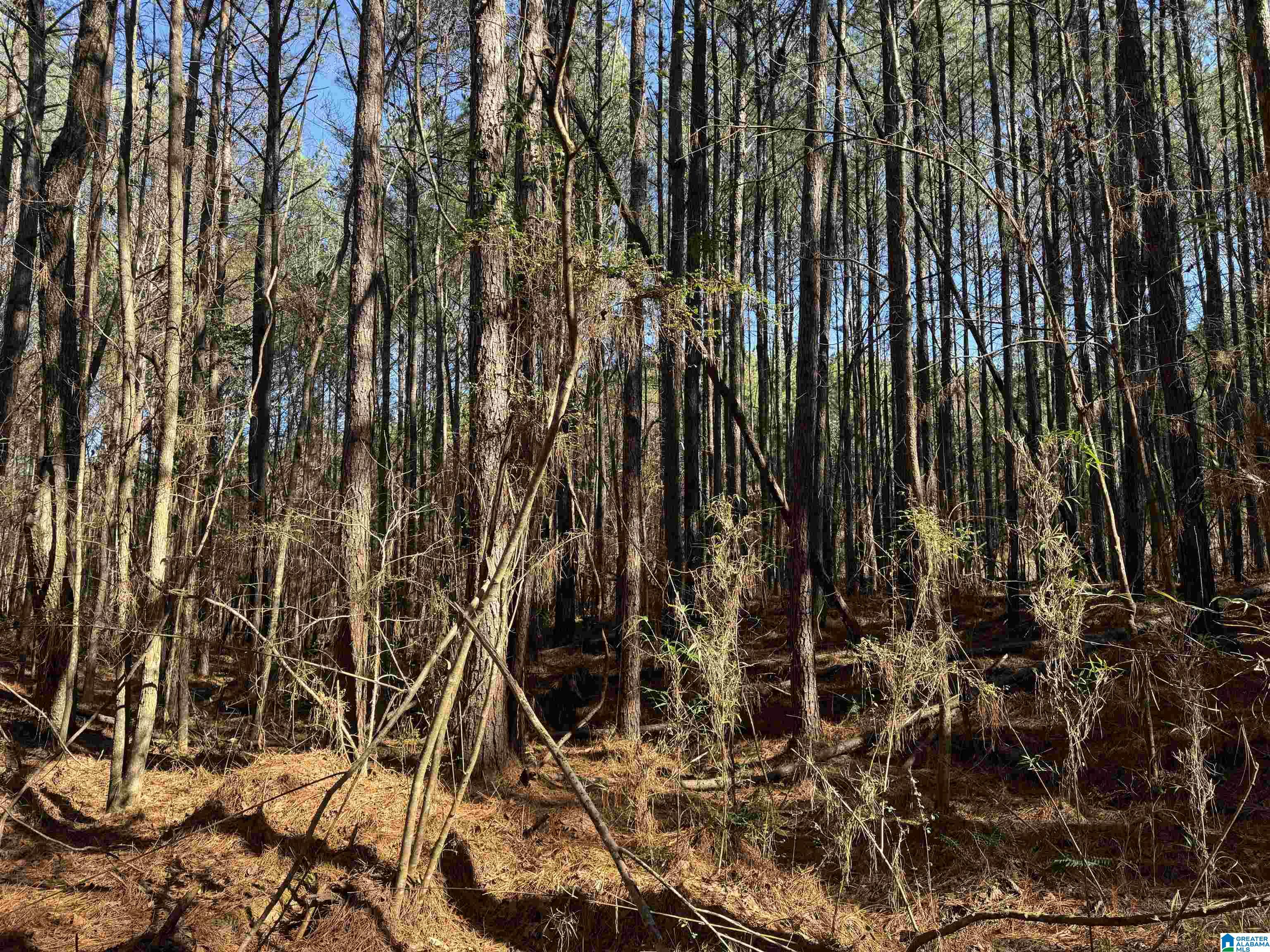 0 Booler Road Vance, AL 35490 - Photo 5 of 19