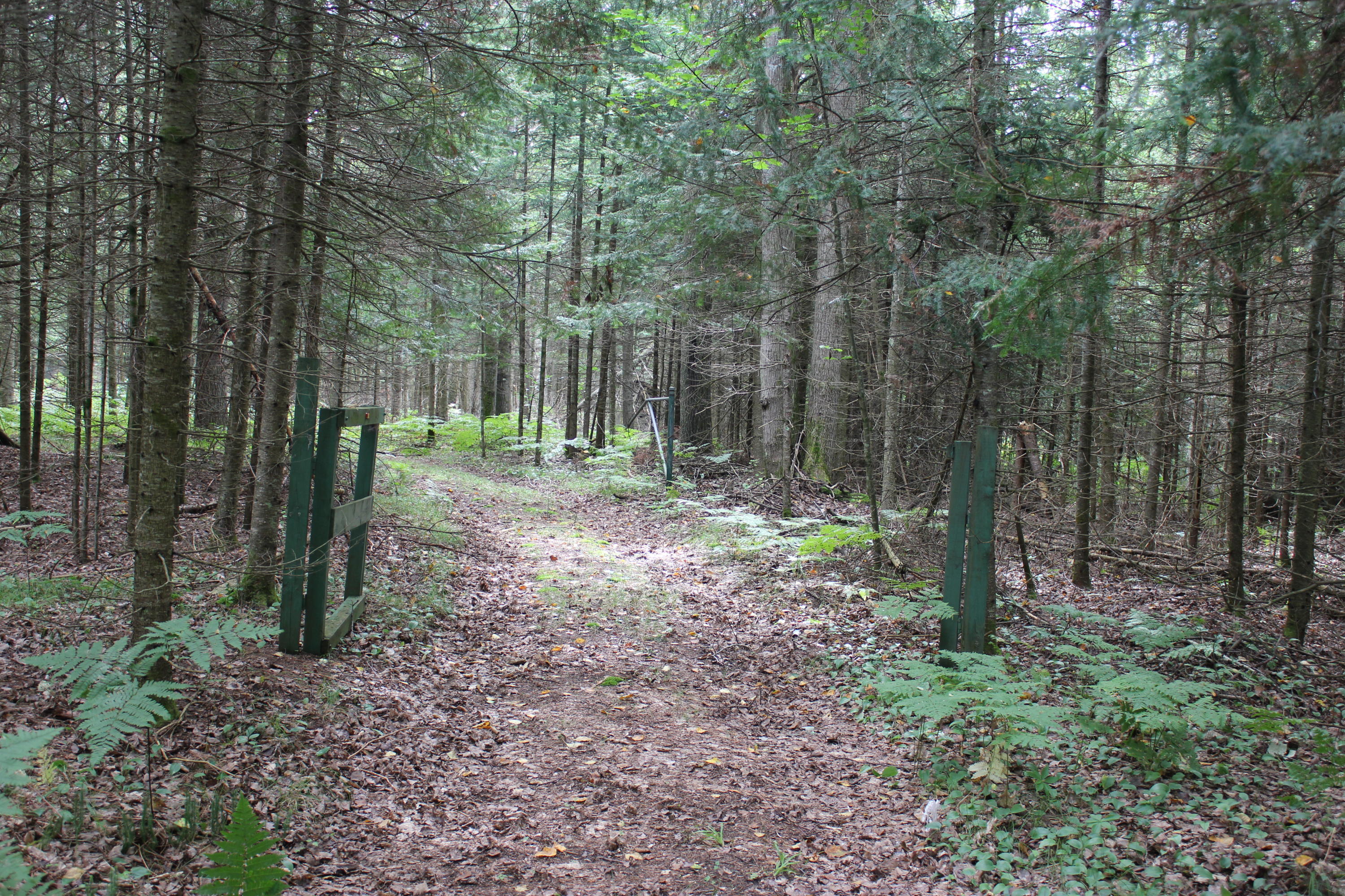 Snoopy Lane Frederic, MI 49733 - Photo 6 of 28 Gallery Image 6