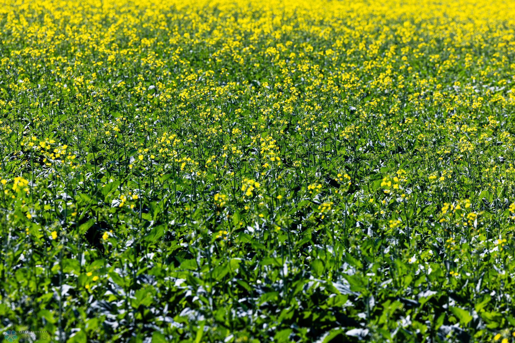 Tbd Lake Road Bottineau, ND 58318 - Photo 25 of 74