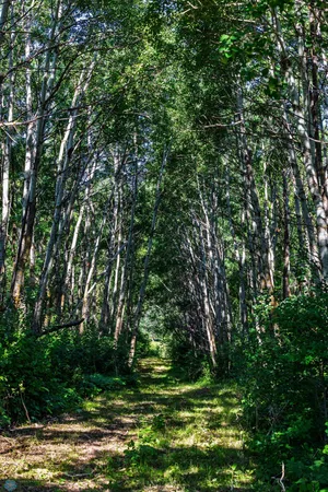 $274,295 | Tbd Lake Road, Bottineau, ND 58318