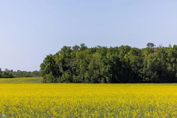 $274,295 | Tbd Lake Road, Bottineau, ND 58318