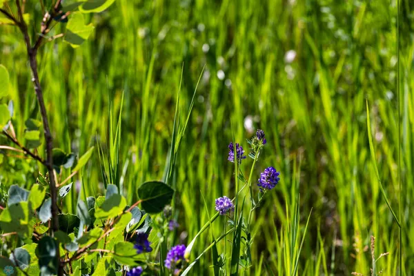 $274,295 | Tbd Lake Road, Bottineau, ND 58318