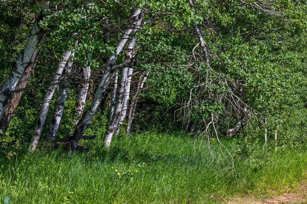 $274,295 | Tbd Lake Road, Bottineau, ND 58318