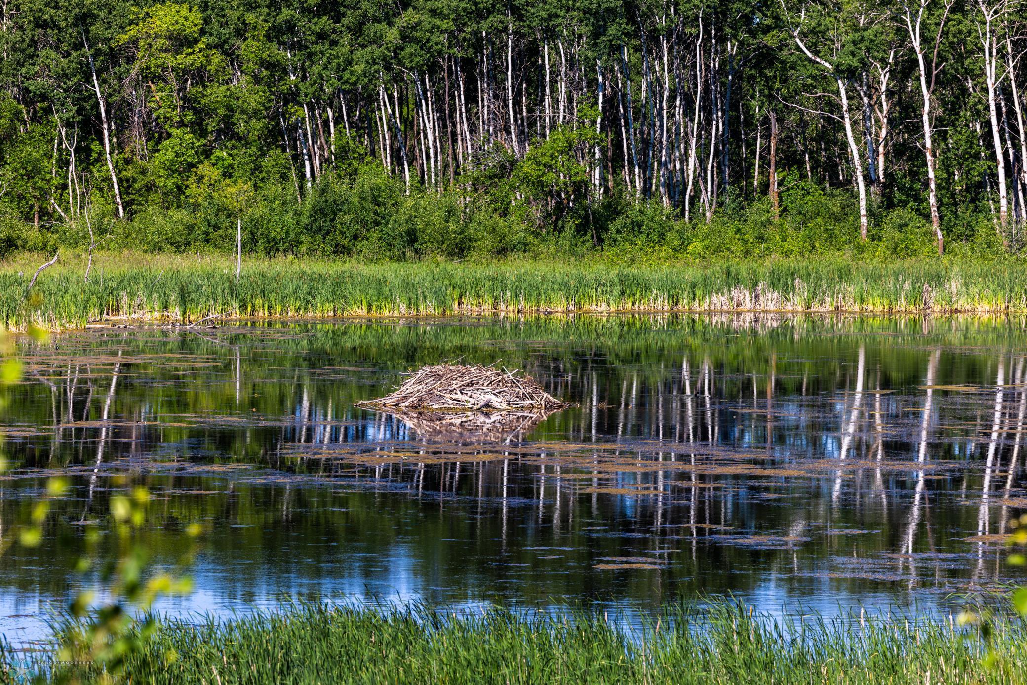 Tbd Lake Road Bottineau, ND 58318 - Photo 40 of 74