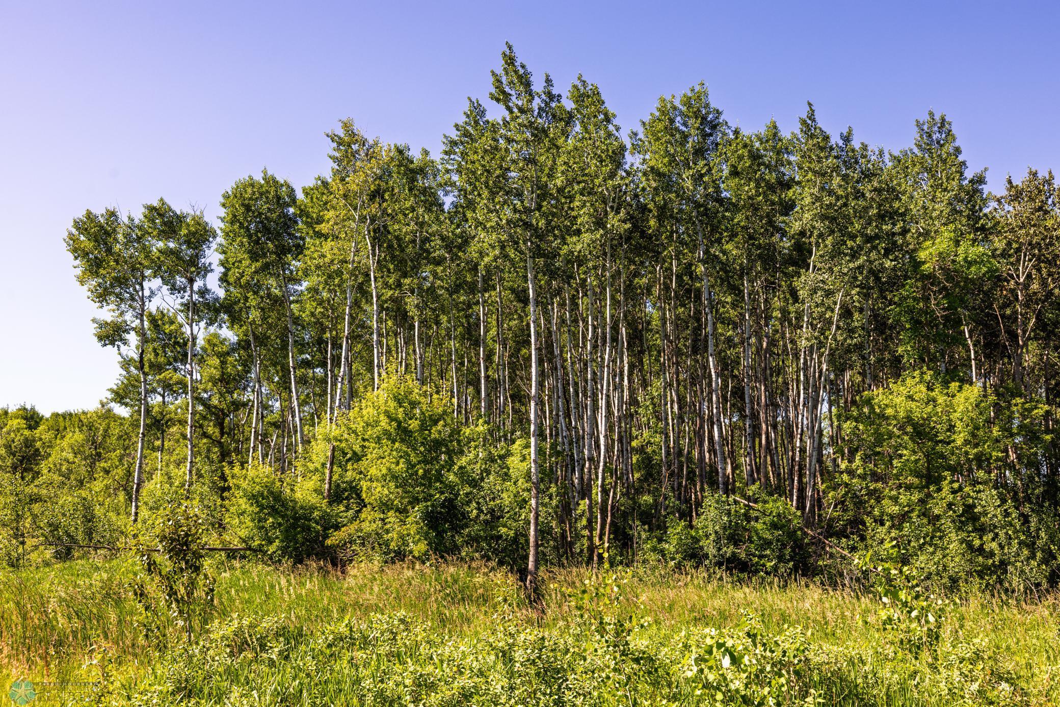 Tbd Lake Road Bottineau, ND 58318 - Photo 57 of 74