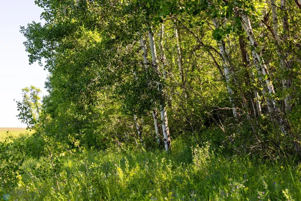 $274,295 | Tbd Lake Road, Bottineau, ND 58318