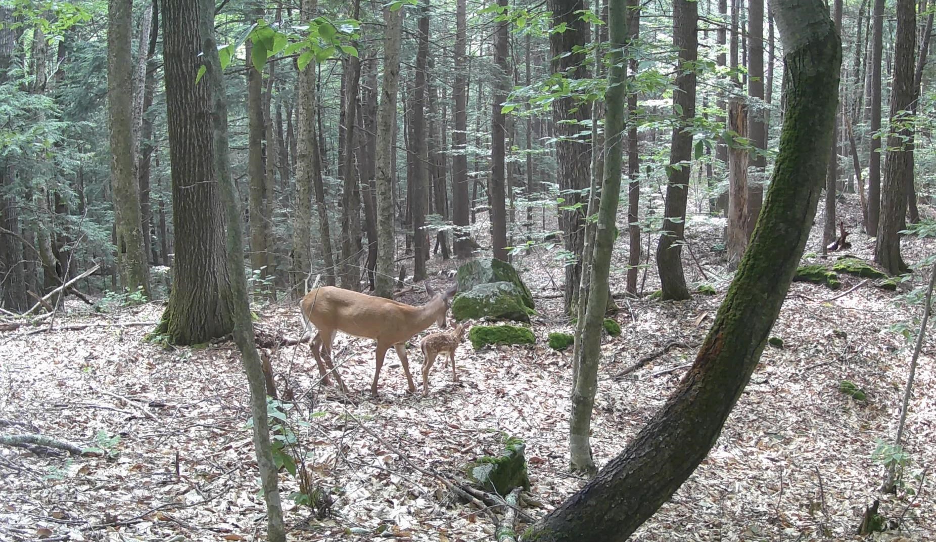 Gulf Road Sanbornton, NH 03269 - Photo 3 of 37