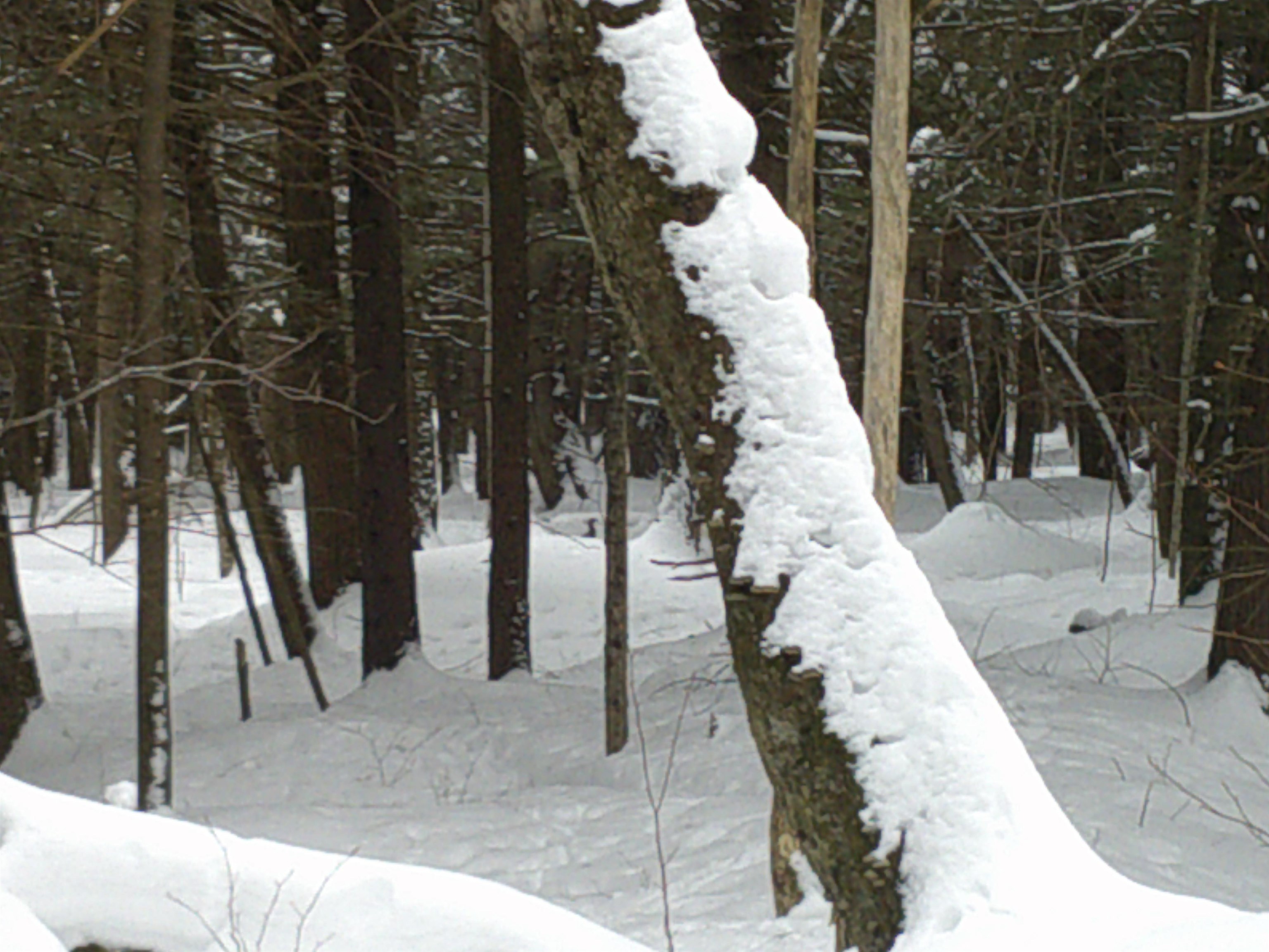 0 Plot Road, Unit 2 Johnson, VT 05656 - Photo 18 of 29