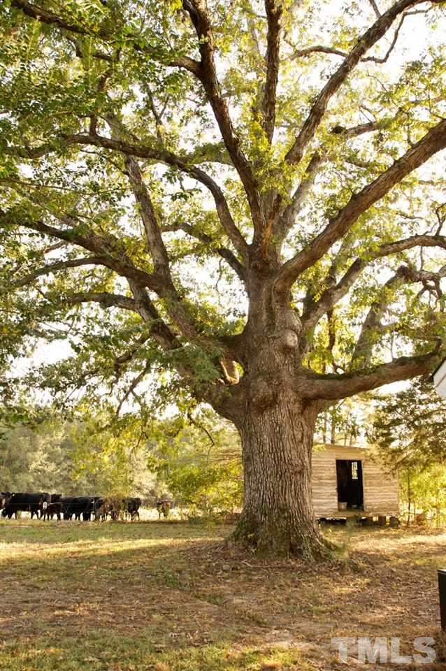 2120 Mary Hobby Road Raleigh, NC 27603 - Photo 29 of 30 a view of a large tree with an outdoor space
