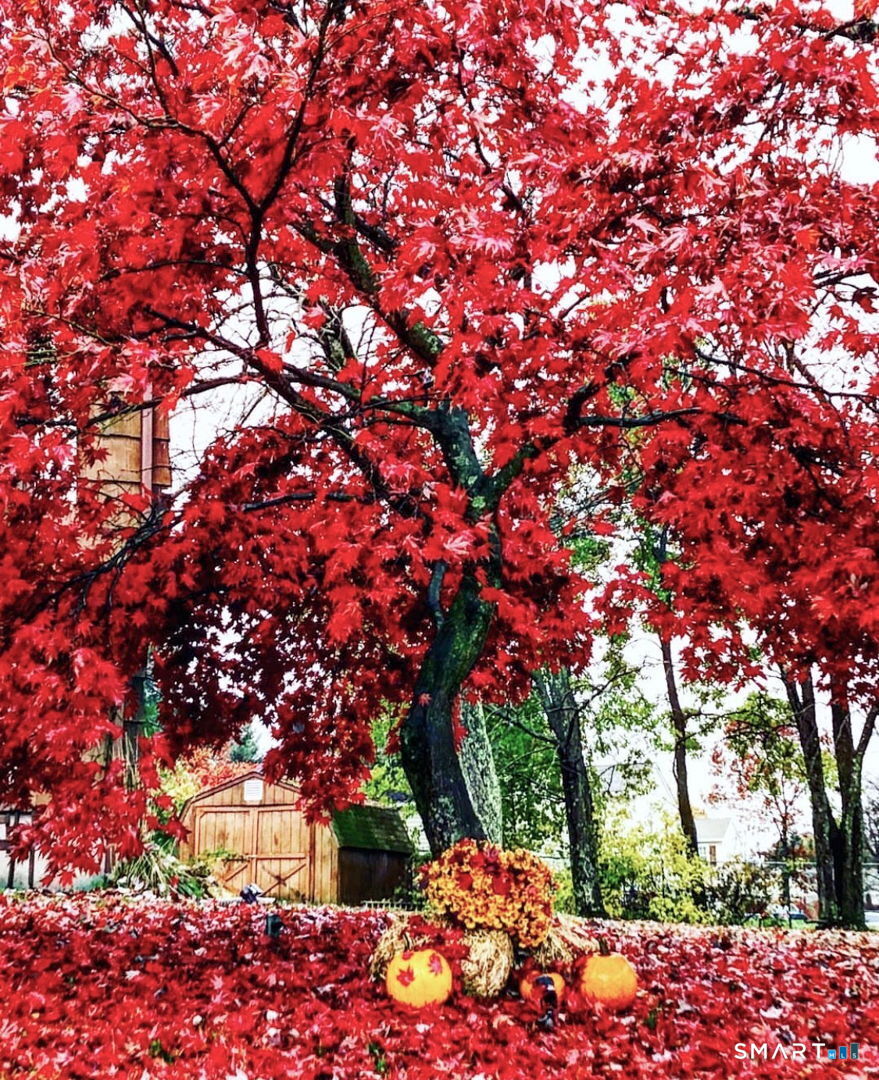 100 Spice Hill Drive Meriden, CT 06451 - Photo 37 of 39 a picture of flowers