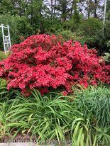 1759 Todd Road Toms River, NJ 08755 - Photo 50 of 58 1759 todd flowers 7