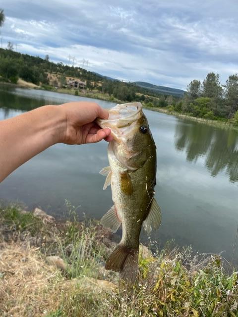 12339 Fern Road Whitmore, CA 96096 - Photo 148 of 152 IMG_3648