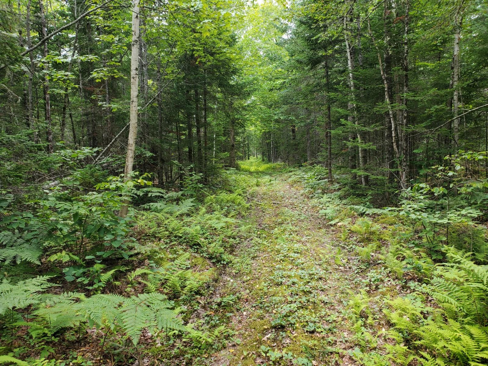 Lot 6 West Off Clubhouse Road Levant, ME 04456 - Photo 10 of 10 20210809_131720