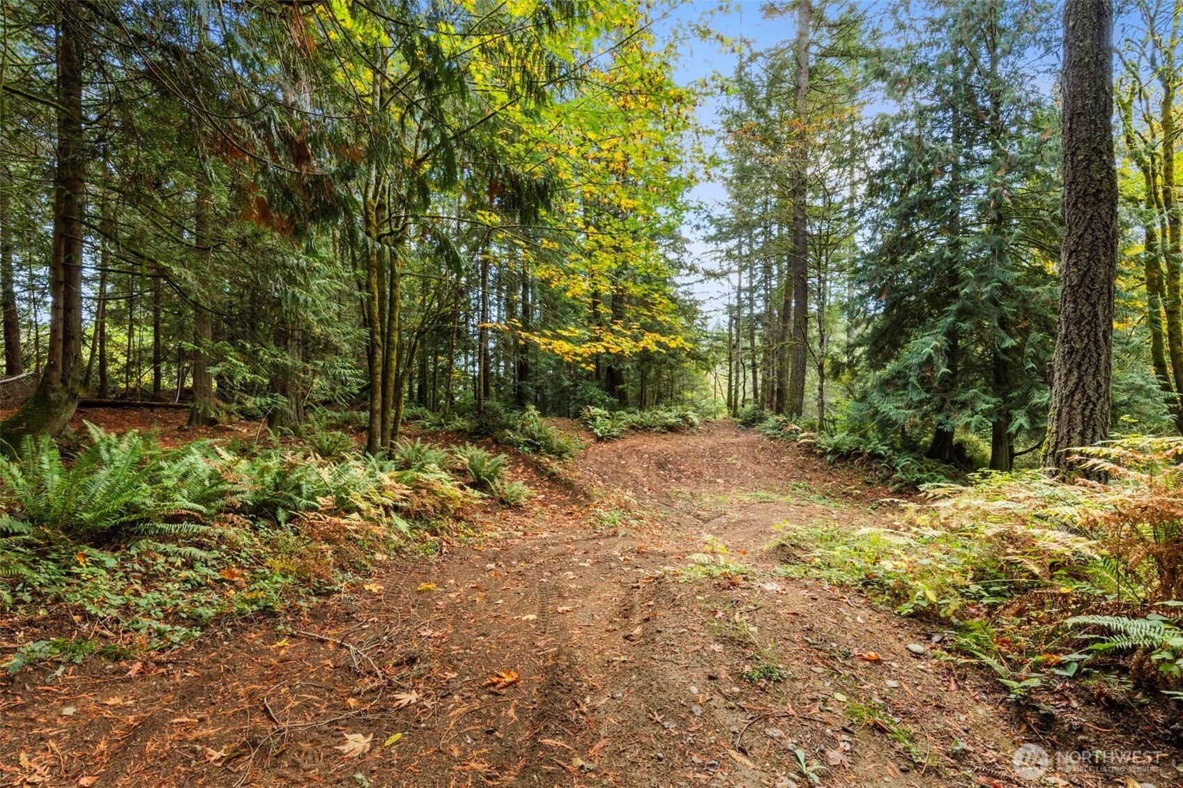 7698 Westerly Lane Northeast Bainbridge Island, WA 98110 - Photo 19 of 28 a view of backyard with green space