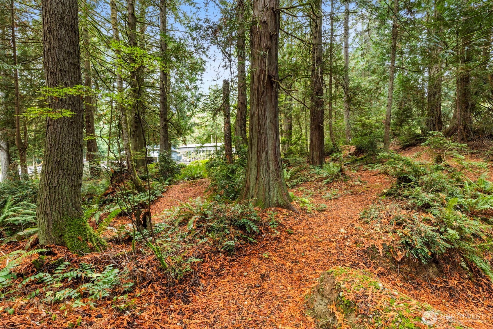 7698 Westerly Lane Northeast Bainbridge Island, WA 98110 - Photo 21 of 28 a view of a forest with trees in the background