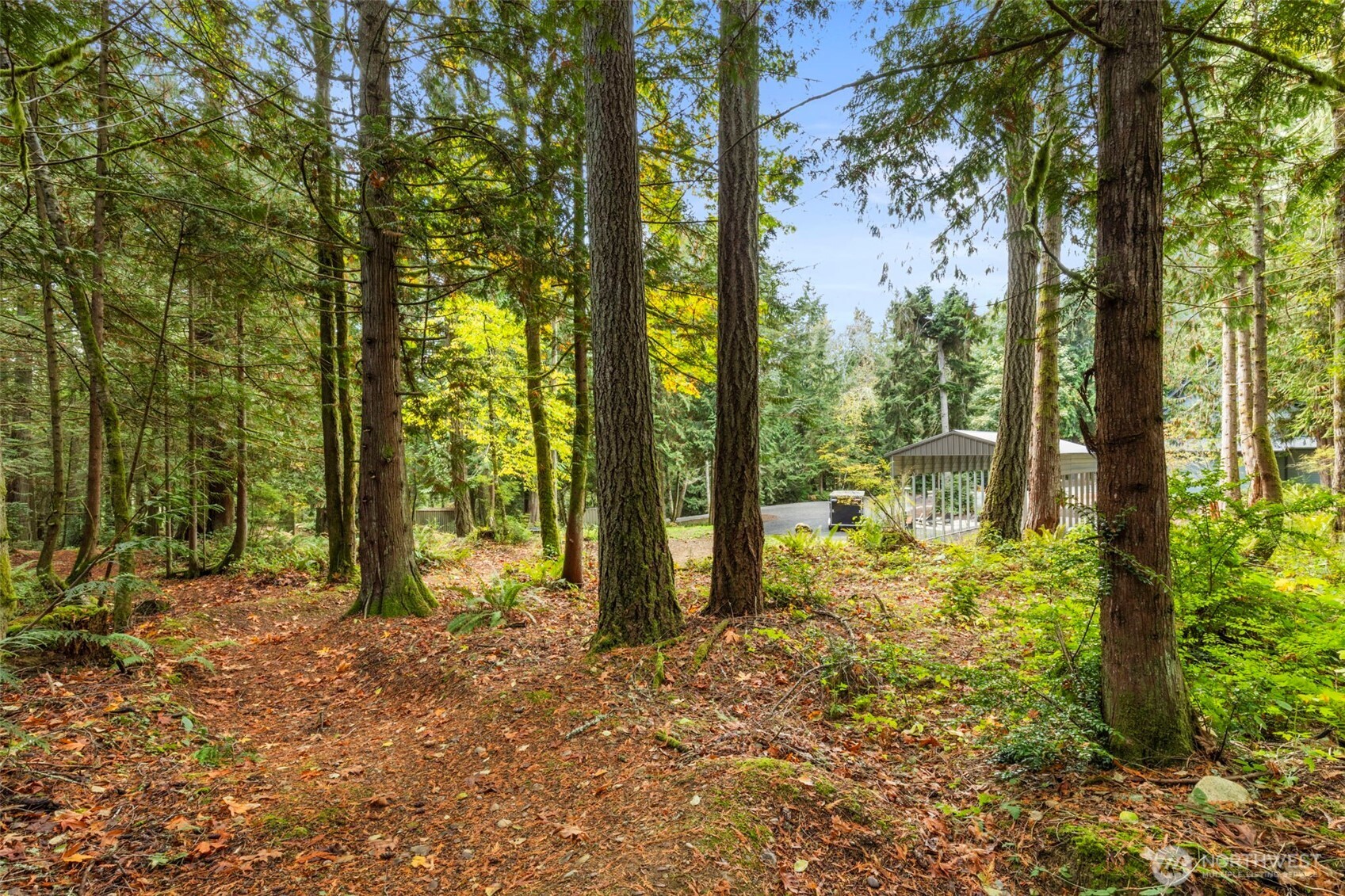 7698 Westerly Lane Northeast Bainbridge Island, WA 98110 - Photo 22 of 28 a view of a yard with large trees